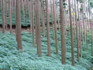 良い山写真